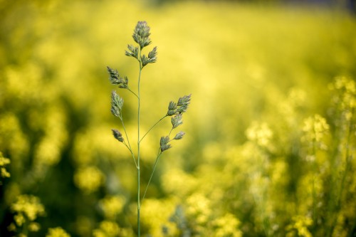 Image mustard field blurry, Plants, bokeh, rapeseed, flower