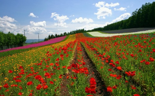 Image red flower field under white clouds during daytime