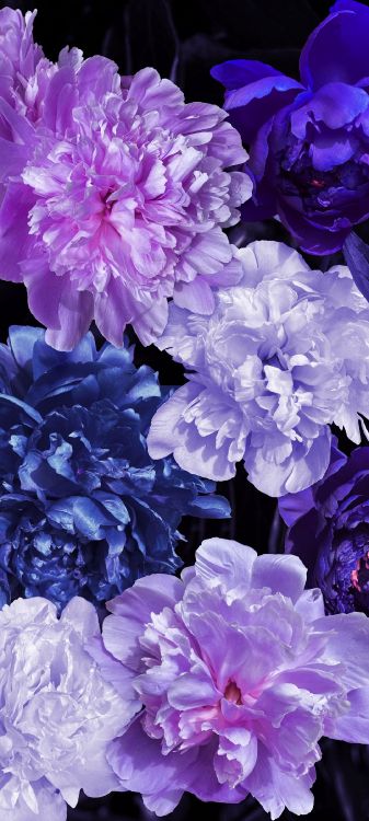 Lilas, Pivoine, Plante Annuelle, White, Blue. Wallpaper in 1080x2400 Resolution