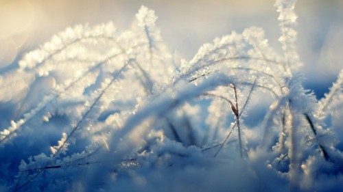 Image white snow on brown tree branch