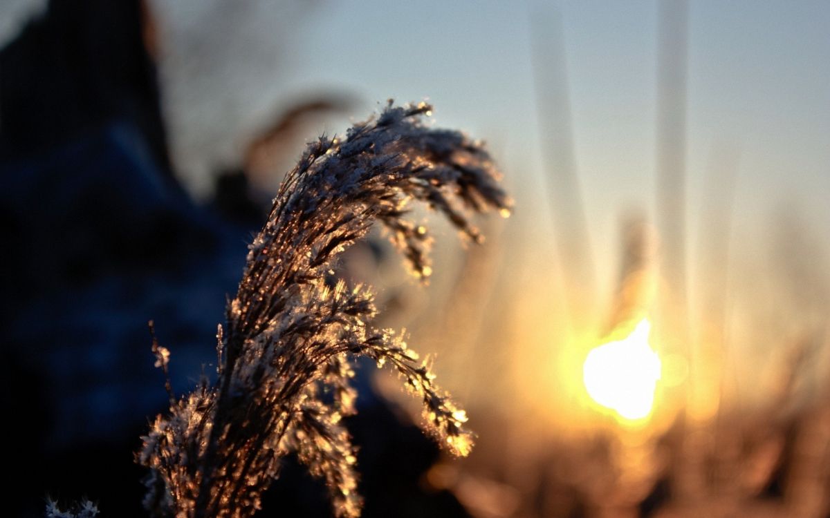 Blé Brun en Gros Plan. Wallpaper in 1920x1200 Resolution