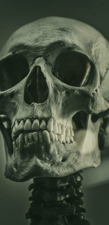 Image skeleton, skeleton art reference painting, soundcloud, painting, art