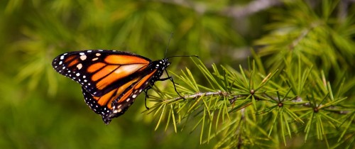 Image monarch butterfly perched on green plant during daytime