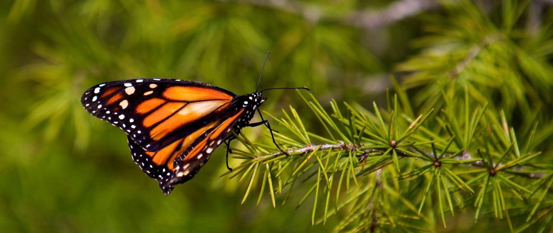 monarch butterfly perched on green plant during daytime