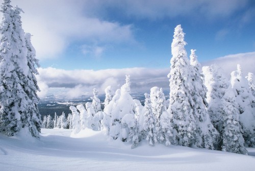 Image snow covered pine trees under cloudy sky