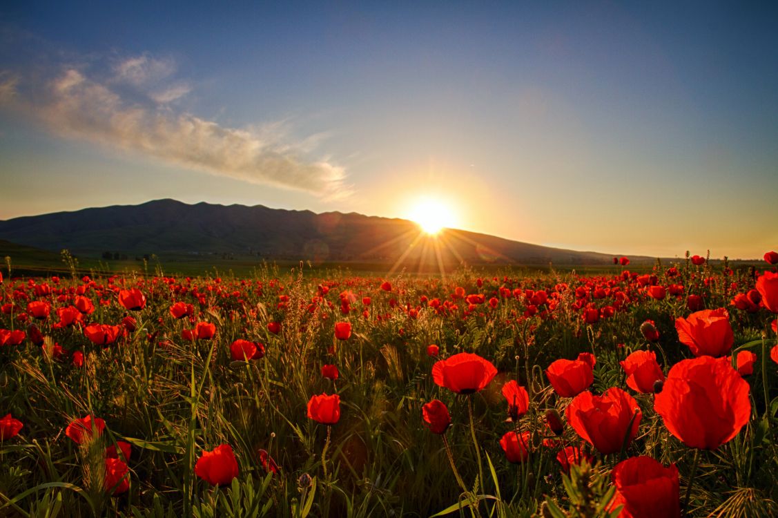 red flowers on green grass field during sunset