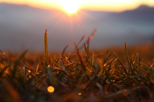 Image brown grass in close up photography