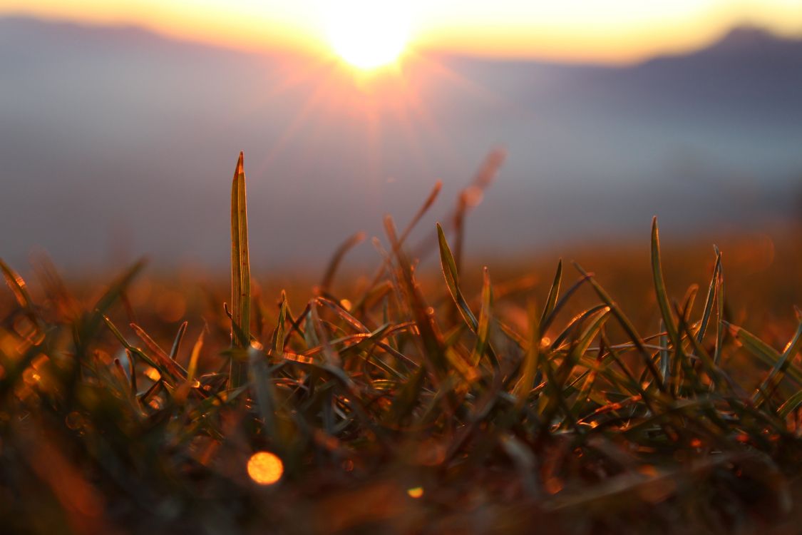 brown grass in close up photography