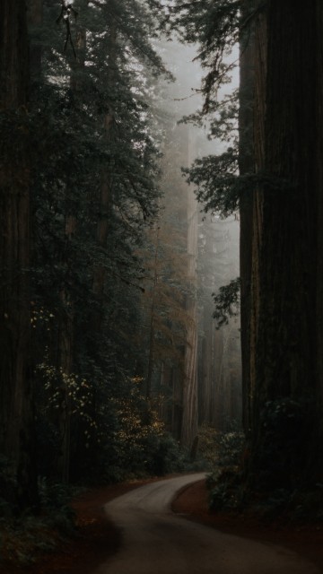 Image dark grey green aesthetic, Aesthetics, tree, grey, green