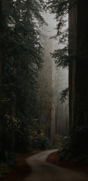 Image dark grey green aesthetic, Aesthetics, tree, grey, green