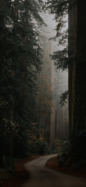 Image dark grey green aesthetic, Aesthetics, tree, grey, green