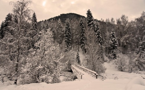 Image grayscale photo of trees and snow