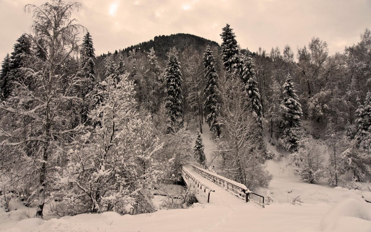 grayscale photo of trees and snow