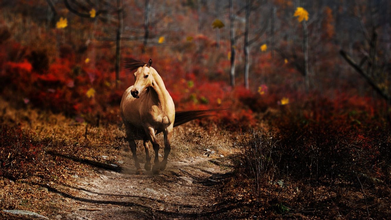 Cheval Brun Courant Sur un Sol Brun. Wallpaper in 2048x1152 Resolution