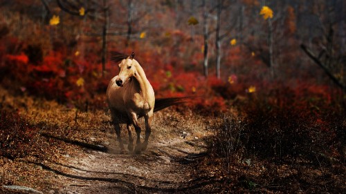 Image brown horse running on brown soil