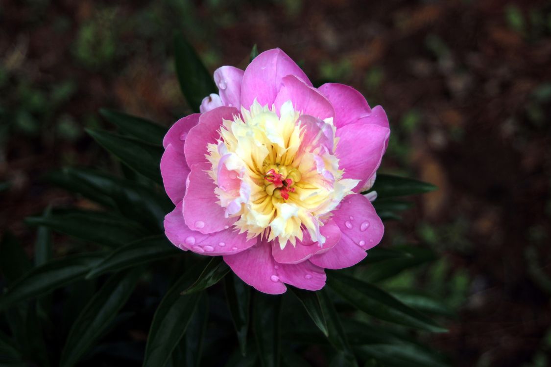 Pink Flower in Tilt Shift Lens. Wallpaper in 5184x3456 Resolution