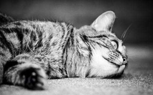 Image grayscale photo of tabby cat lying on floor