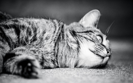 Wallpaper Grayscale Photo of Tabby Cat Lying on Floor, Background ...