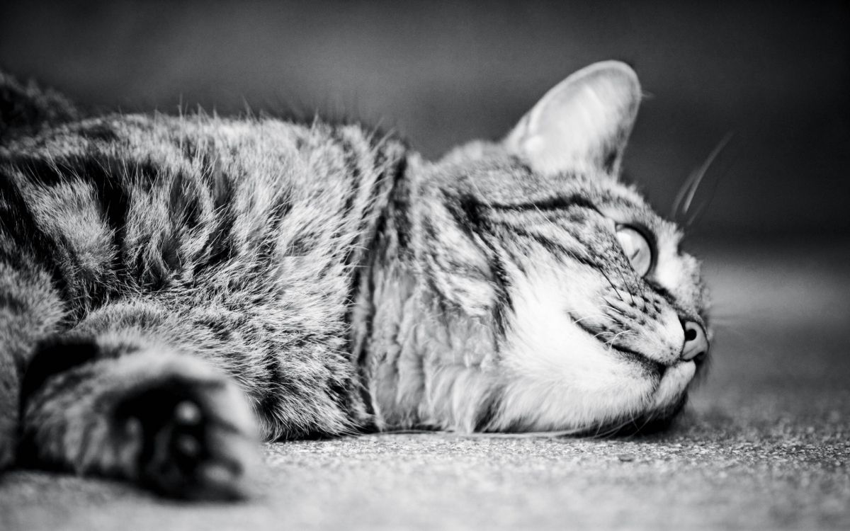 grayscale photo of tabby cat lying on floor