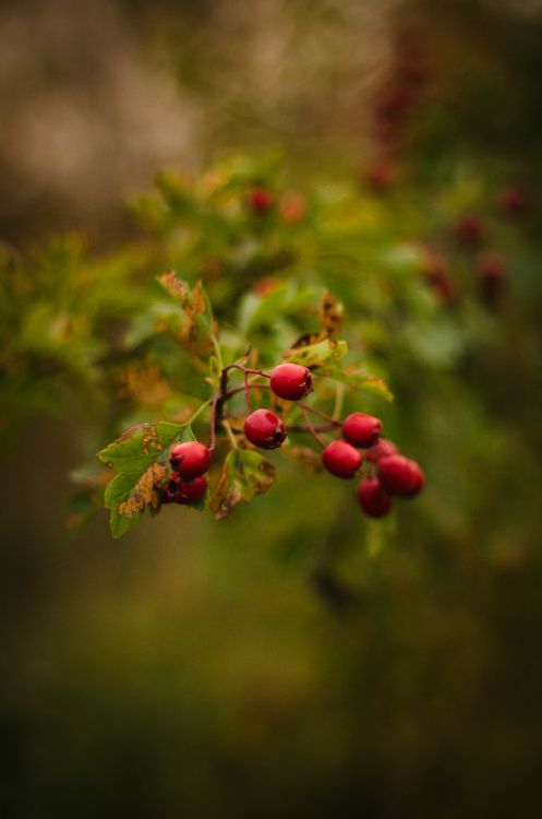 Fruits, Red, Green, Feuille, Botanique. Wallpaper in 2947x4442 Resolution
