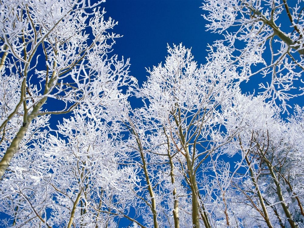 Arbre Blanc et Brun Sous Ciel Bleu Pendant la Journée. Wallpaper in 2560x1920 Resolution