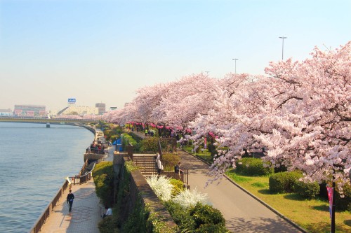 Image pink cherry blossom trees near body of water during daytime