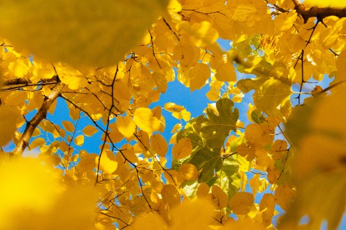 Image Nature Yellow, nature, Celiac plexus, branch, leaf