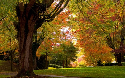 Image brown and green trees on green grass field during daytime