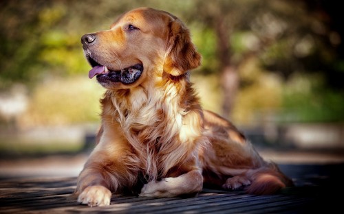 Image golden retriever lying on black wooden floor during daytime