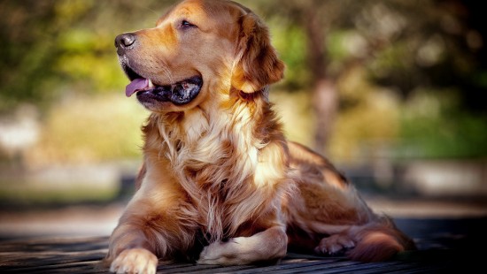 Image golden retriever lying on black wooden floor during daytime