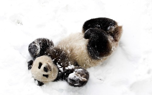 Image brown and black animal on snow