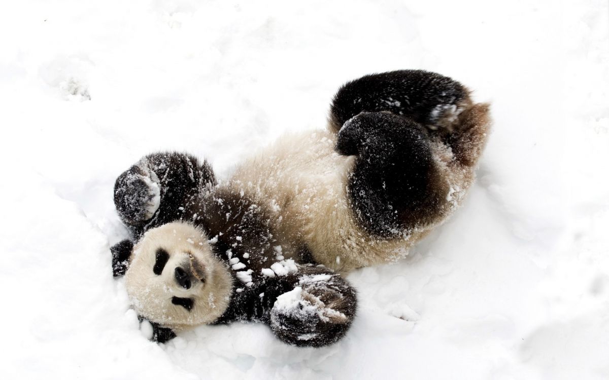 brown and black animal on snow