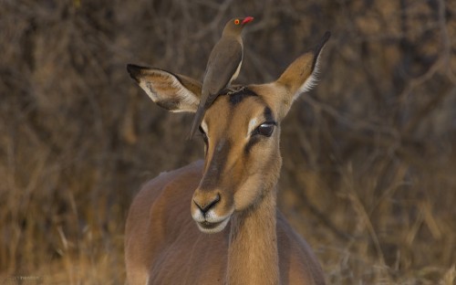 Image brown deer in tilt shift lens