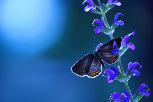 Image white and yellow butterfly perched on purple flower in close up photography during daytime