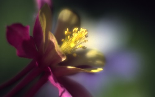 Image yellow and pink flower in tilt shift lens