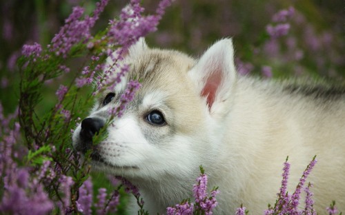 Image white and brown siberian husky puppy on purple flower field during daytime