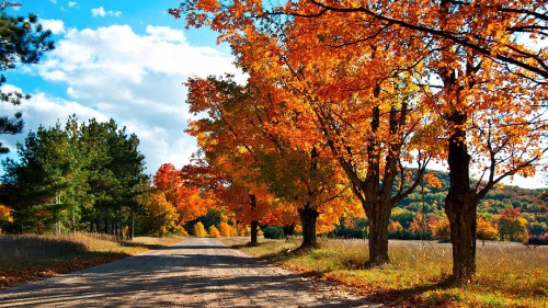 Image brown and yellow trees under blue sky during daytime