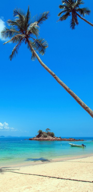 Image palm tree on white sand beach during daytime