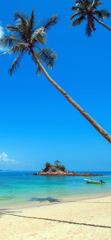 Image palm tree on white sand beach during daytime