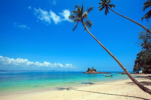 Image palm tree on white sand beach during daytime