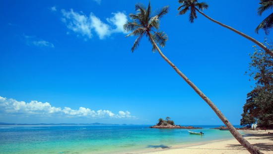 Image palm tree on white sand beach during daytime