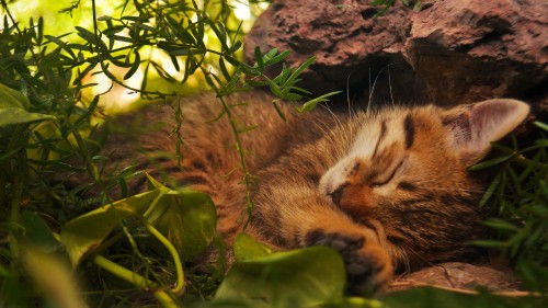 Image brown tabby cat lying on ground