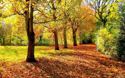 Image brown and green trees during daytime