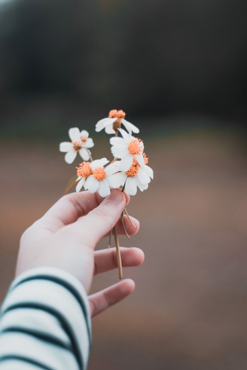 Image person holding white and orange flower