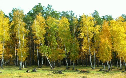 Image green and yellow trees under white sky during daytime