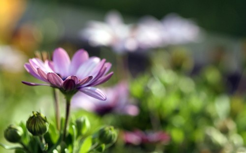 Image purple and white flower in tilt shift lens