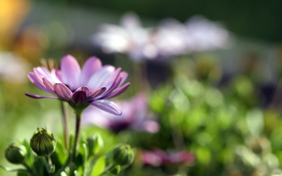 purple and white flower in tilt shift lens