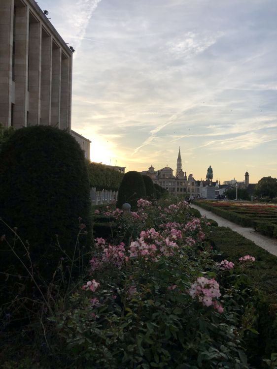 Flower, Shrub, Urban Area, Garden, Dusk. Wallpaper in 1536x2048 Resolution