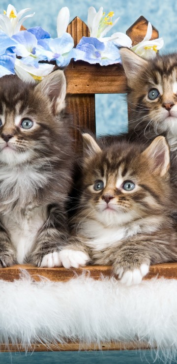 Image brown tabby kitten on blue textile