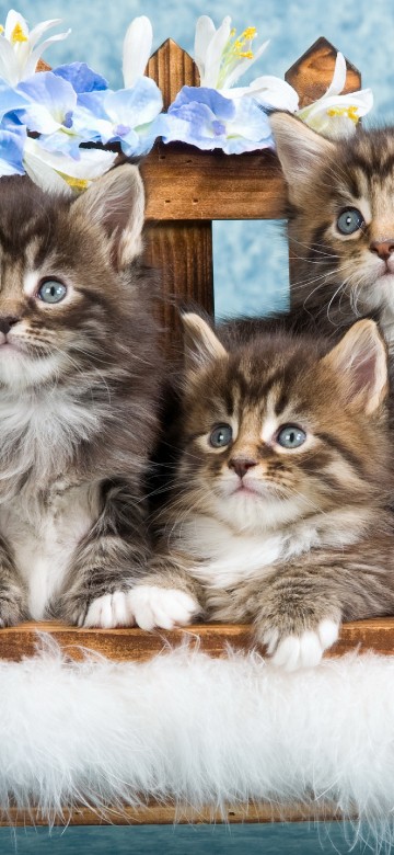 Image brown tabby kitten on blue textile